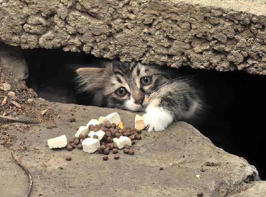 千万不要心软​投喂小区里的流浪猫。​它不仅会记住你，还会带着崽堵着你。​我