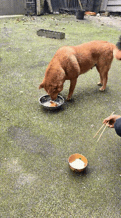 谁能料到自家养了十年的老狗，藏着这么细腻的小心思！家里大黄最近感