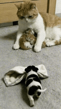 猫妈妈收留了刚离开母亲的小奶狗，真是太有爱了。小狗可怜巴巴的看向家里的猫，嘴里叼