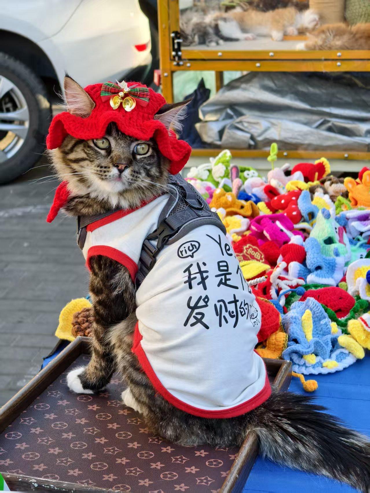 在定州古城看到一只可爱的狸花猫，主人把它打扮一番放在摊位上直播吸引游客，那猫也很