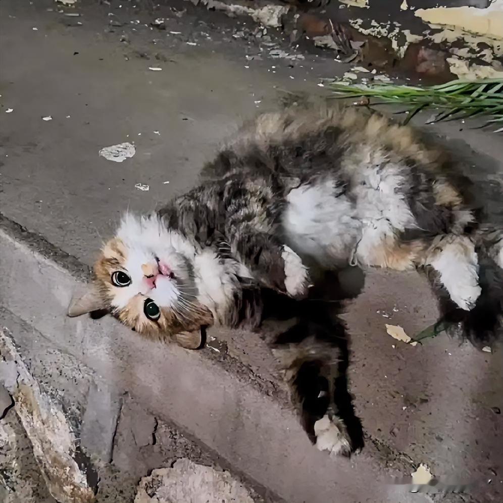 流浪三花猫的偏爱：它的世界只有他一人！一只流浪的长毛三花猫被一位心地善良的男