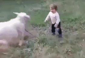 撞上去都是轻轻的，看的出羊羊只是想和小孩玩！