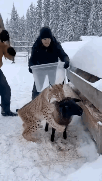 这是什么动物？看来还是保护动物？不敢下死手打，可它下死嘴，咬着不松口啊！