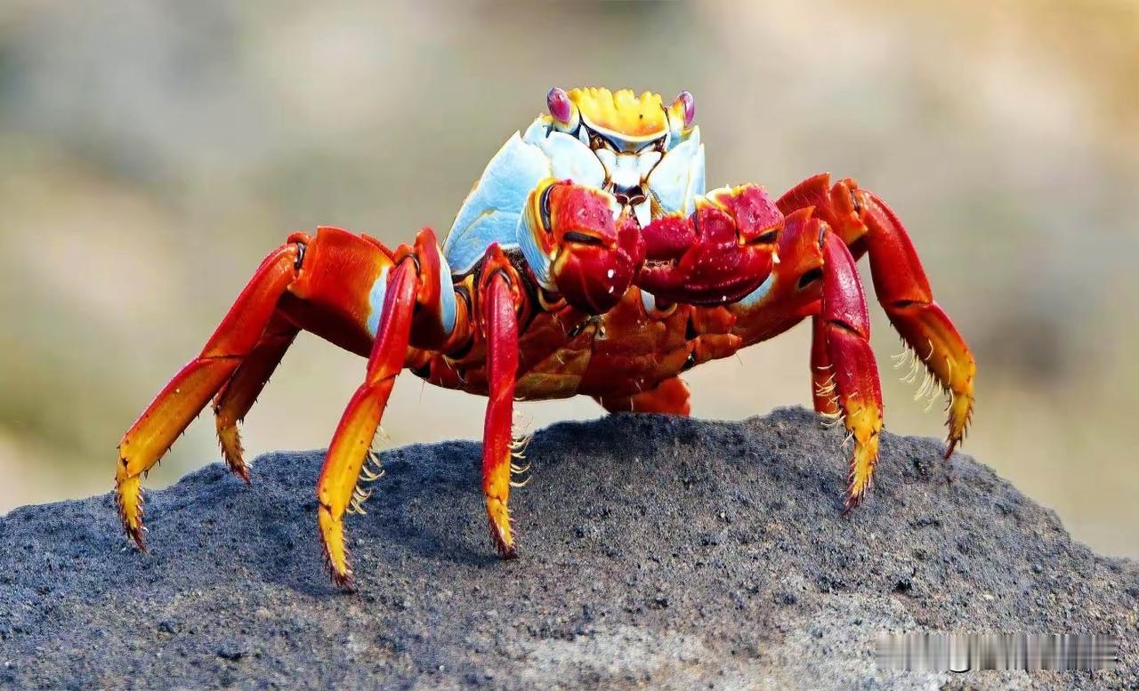 人只要吃饱了，就会变得很奇怪。最近有人怜悯虾蟹，说甲壳类蒸煮会有巨大痛苦。还