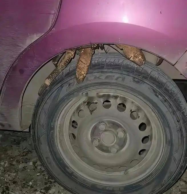 车轮上趴了个啥……大家怎么看？