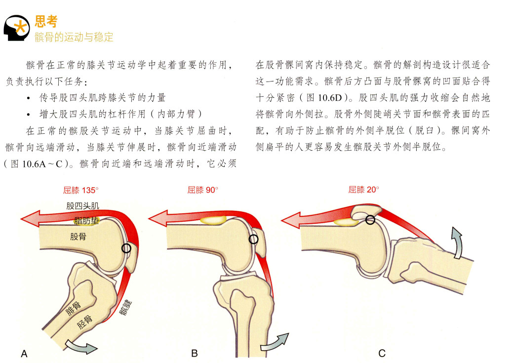 髌骨软化症认识你的“髌骨软骨”，4个特征总结：①全身最厚的关节软骨——我们