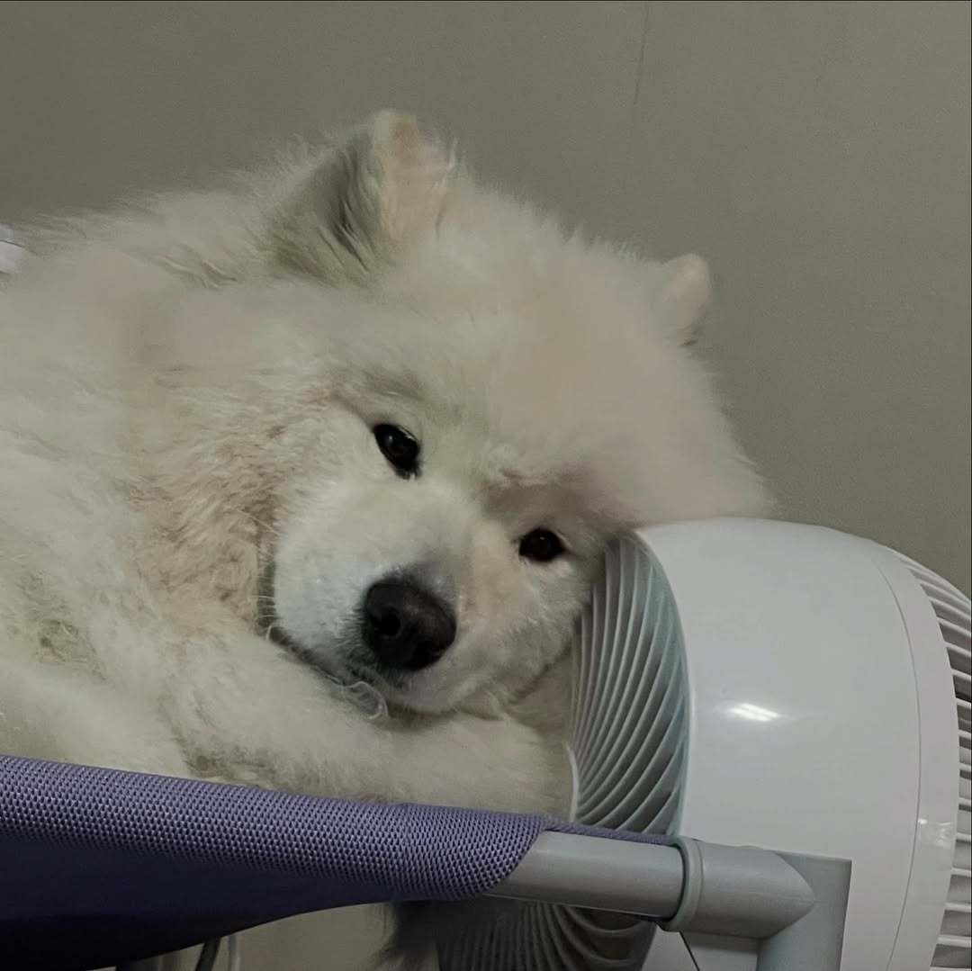 一只有心事的萨摩耶​​​