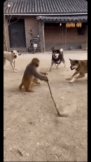 猴子战群狼，齐天大圣再出世！面对一群呲牙咧嘴的狂狼，猴子毫无惧色，一根