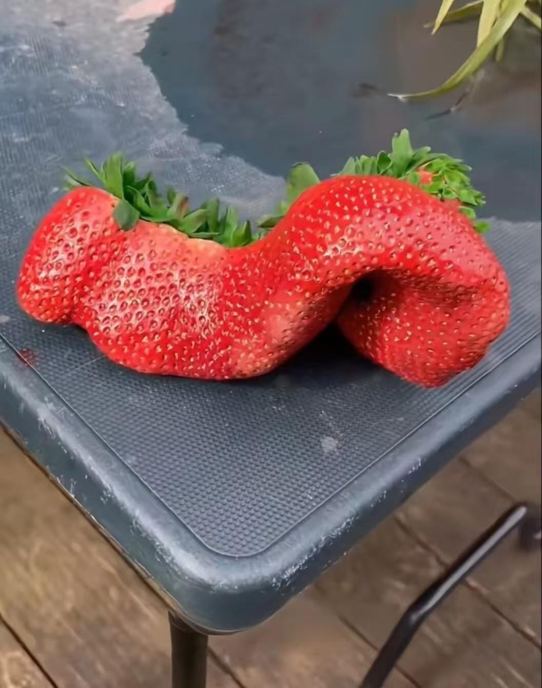 这草莓变异了吗