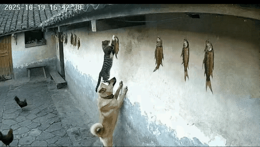年关将近，一定要防火防盗防家贼啊！这不，主人辛辛苦苦晒了很多腊鱼，眼看就要晒
