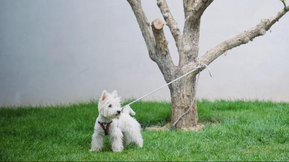 当宠物年夜饭开始追求“豪华”、比拼食材时，这份宠爱就渐渐变了质。鲍鱼、海参、惠灵