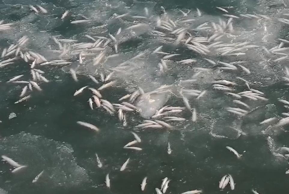 触目惊心！大连庄河港数万斤梭鱼被冰封，冰层下密密麻麻全是鱼大连庄河港现罕见