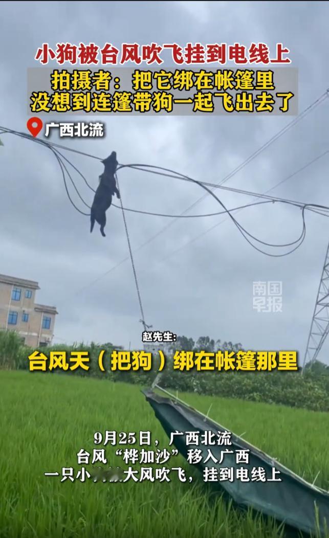 小狗被台风刮到电线上狗星人没想到这台风一来，连动物都要遭殃[惊恐][惊恐][恐惧