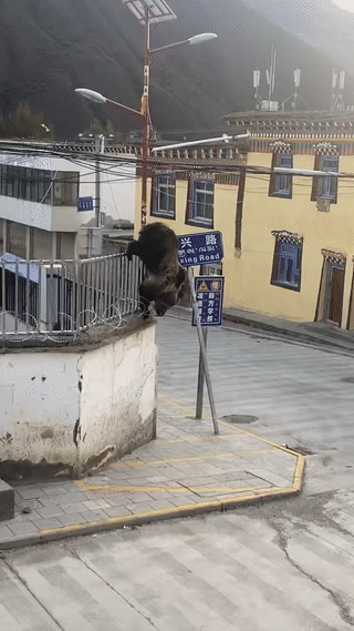 西藏地区的街头，经常可以看到藏马熊在大街上游荡觅食。由藏马熊是国家保护动物，性