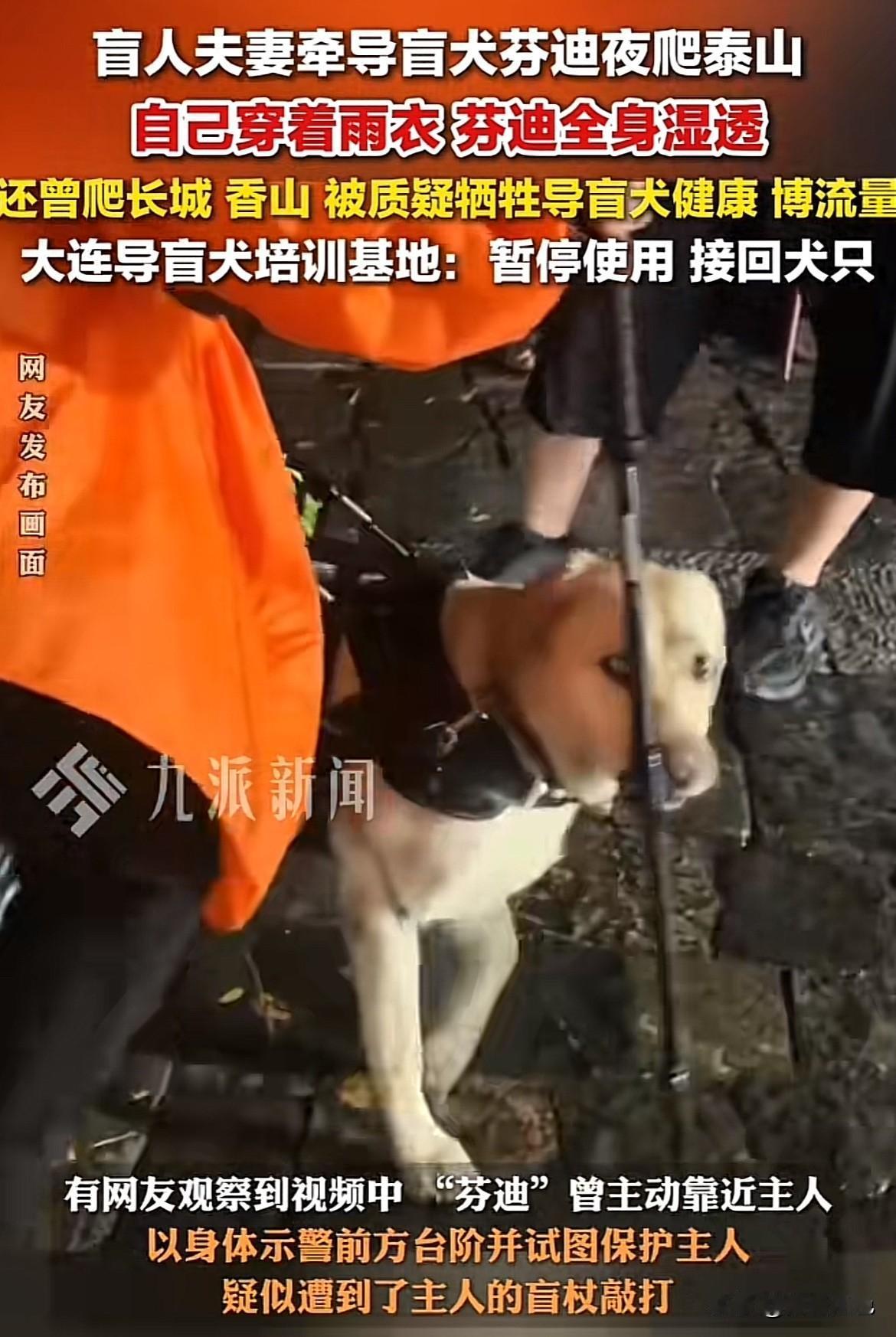 盲人带导盲犬爬泰山这事后续来了！大连市残联发声，导盲犬基地将接回芬迪，还暂停盲