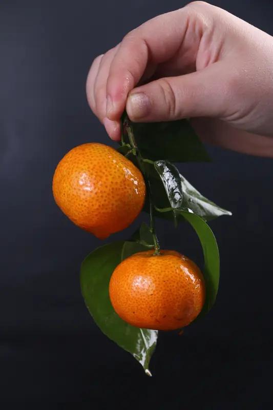 去水果摊买砂糖橘，会发现大多都是带叶卖。这里面其实有“猫腻”。带叶的砂糖橘看着更