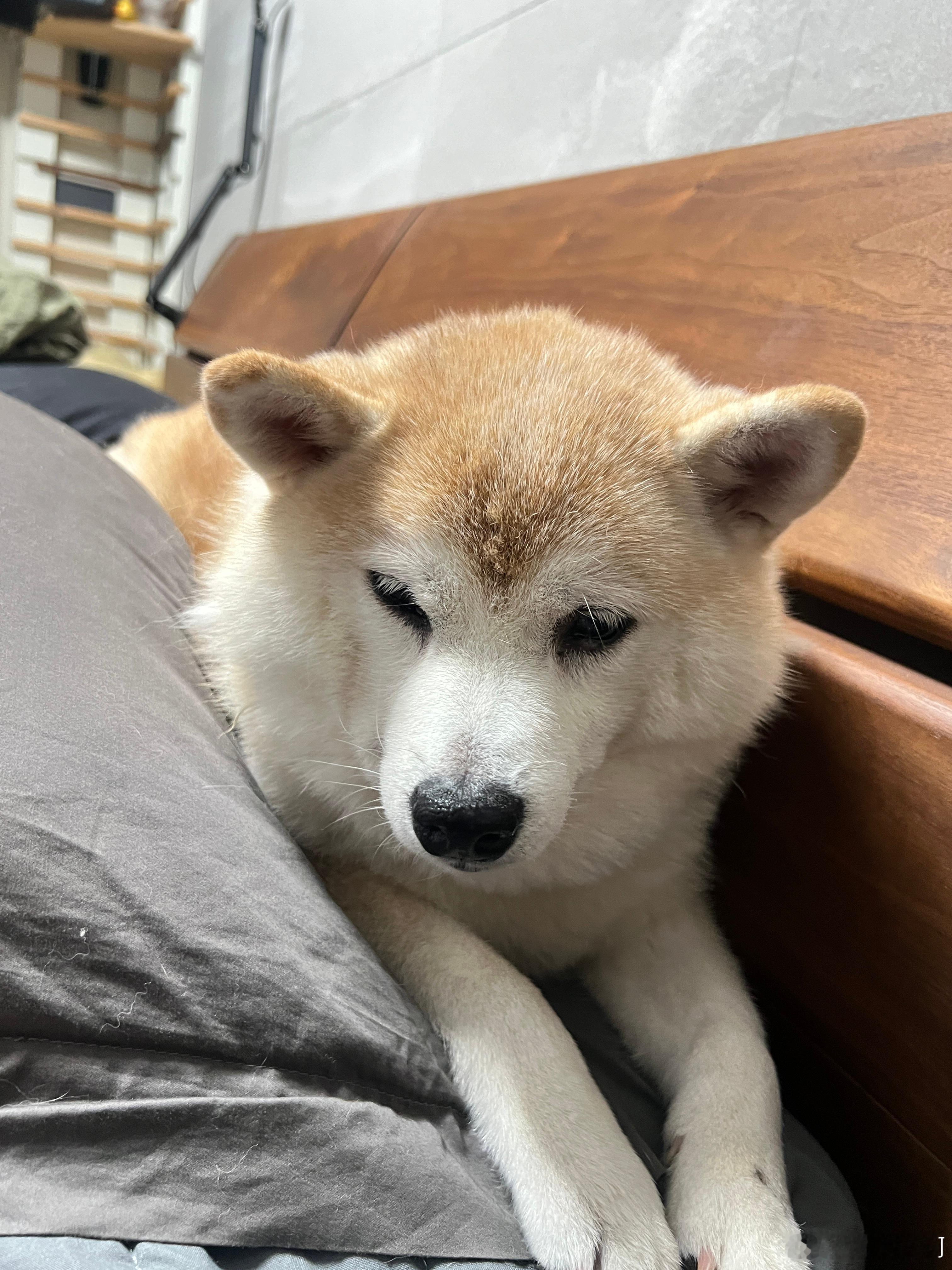 柴犬变老后就是颜色会变得白白的