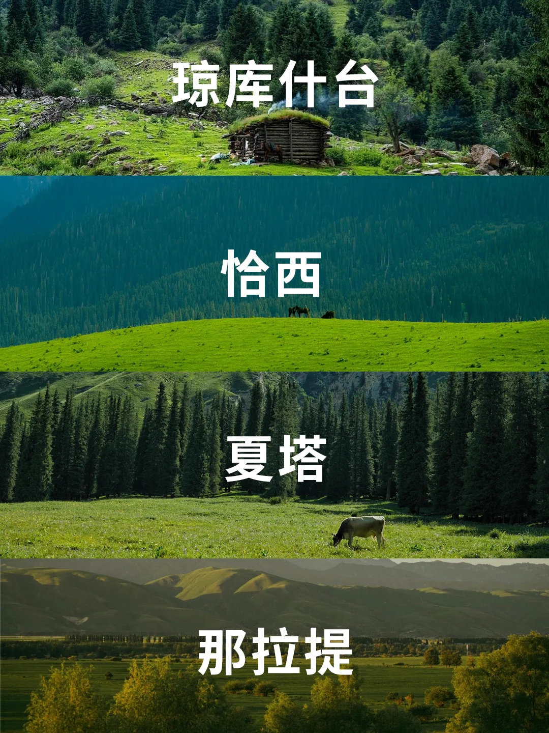 5月新疆草原天花板PK！4大草原到底怎么选？