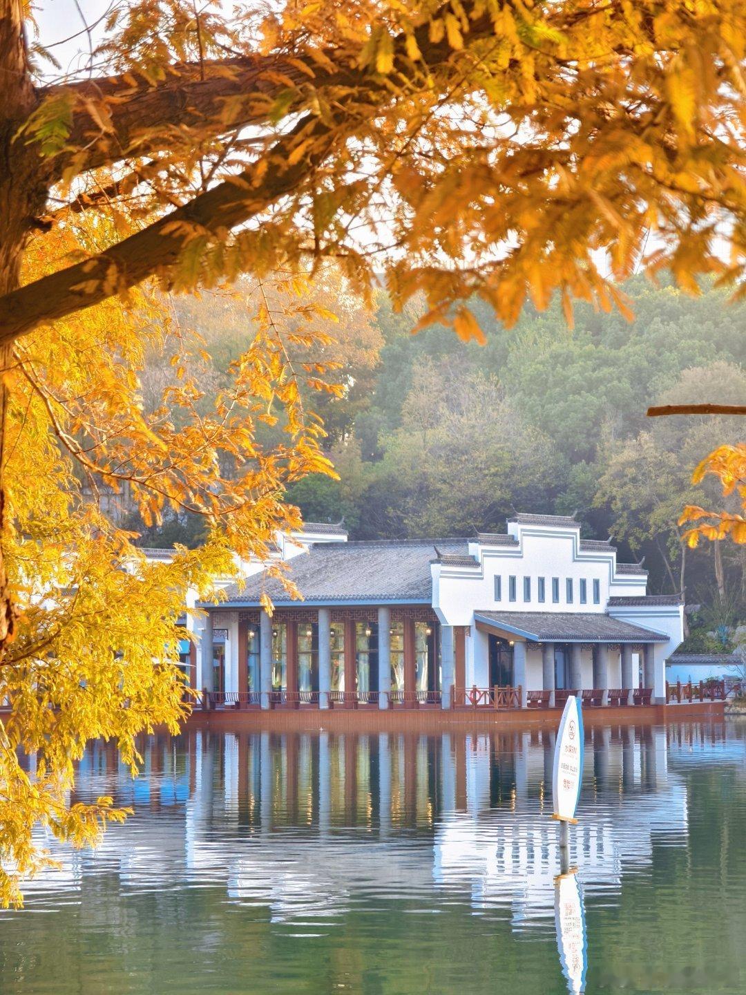 11月的合肥真的是封神的时候【合肥市区小众红杉林，美到发光】11月的合肥，真的是