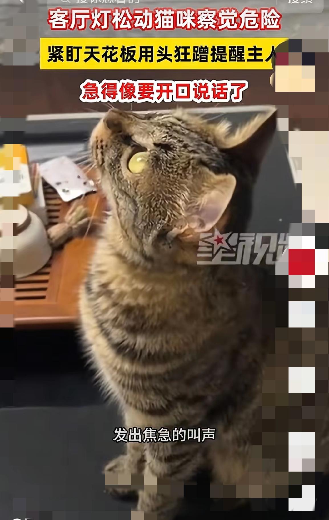太惊险！万万没想到家里高冷的猫咪，竟无意间救下一家人。