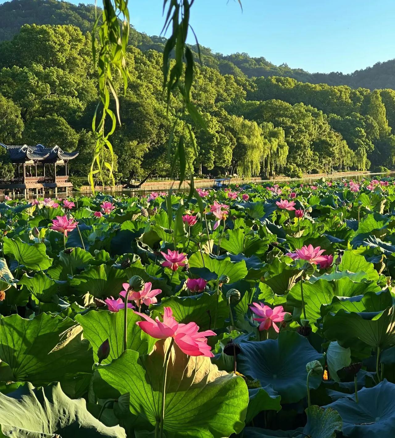 顶着烈日来孤山看荷花啦👏不愧是西湖真的太漂亮了西湖莲花西湖赏花盛夏