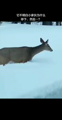小马过河之小鹿跳雪