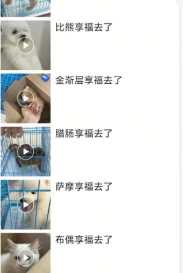 看到宠物店的聊天记录，着实被吓了一跳。我老家那边，享福去了是离世的委婉说法。