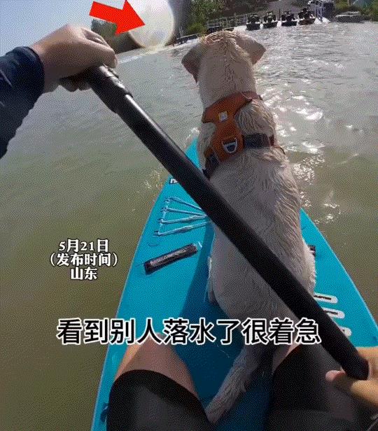 山东，一小伙带着狗子玩划艇，期间狗子站在船头时，看到一位同玩划艇的人在水里。狗子