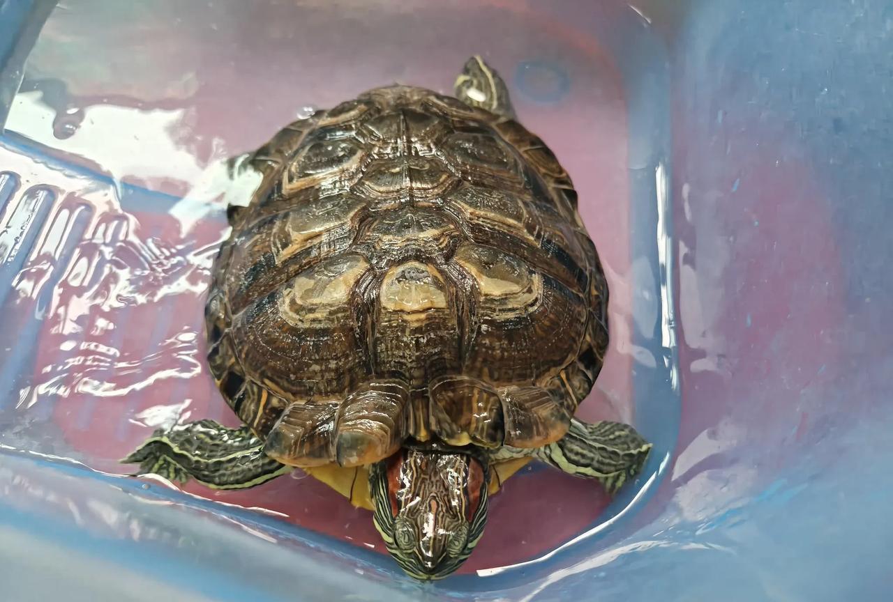 早上五点多，我家养的那只巴西龟，就噼里啪啦的在它的小屋里乱蹦乱跳，持续了好长时间