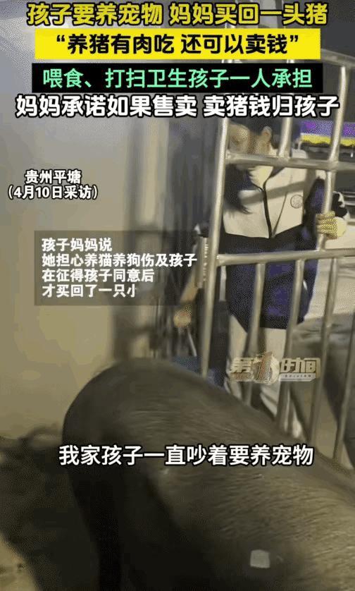贵州平塘，孩子要养宠物。没想到，妈妈买回一头猪让孩子养。妈妈跟孩子说:“养猪有