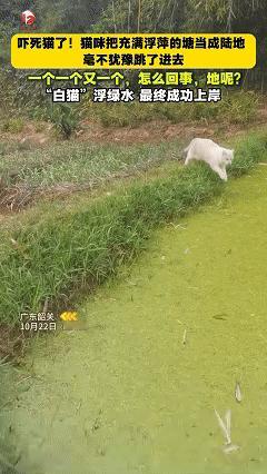 “让人哭笑不得！”主人在菜园里溜达，猫咪跟了过来，结果主人一叫它的名字，猫咪竟然