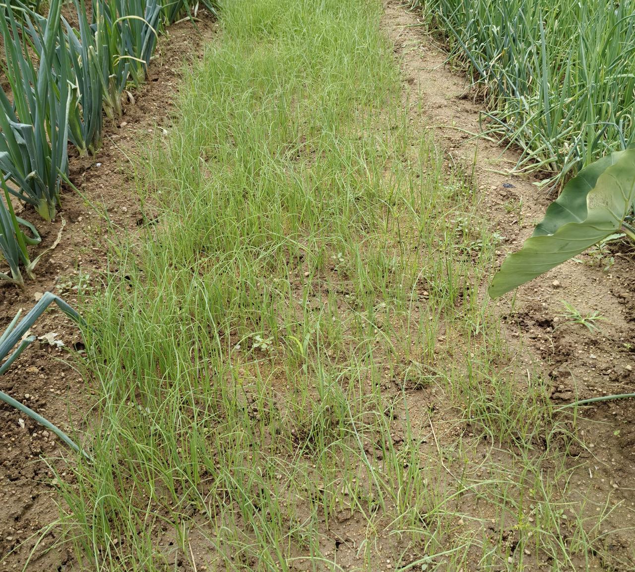 今秋多雨，秋菜越冬菜苗地涝湿板结，我有两条应对措施。今天这雨，又是预报中的小雨