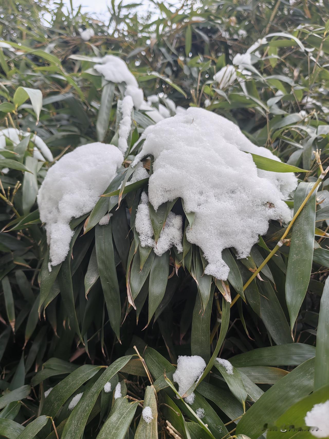 雪景，这场雪可乐坏了孩子们，随处可见孩子们堆的雪人，各式各样。