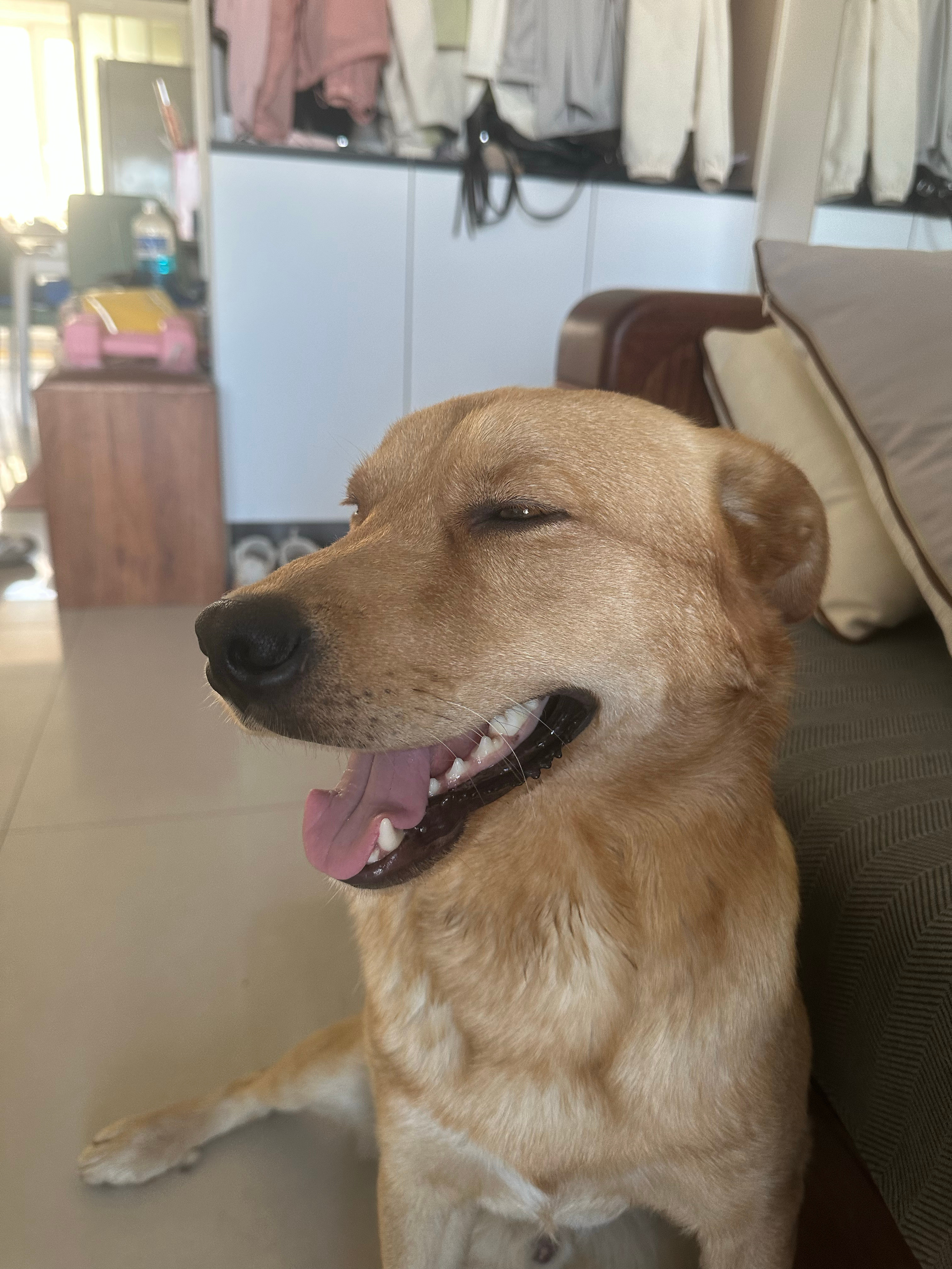 俗话说伸手不打笑脸狗🐶炒鸡可爱的小豆一枚呀！