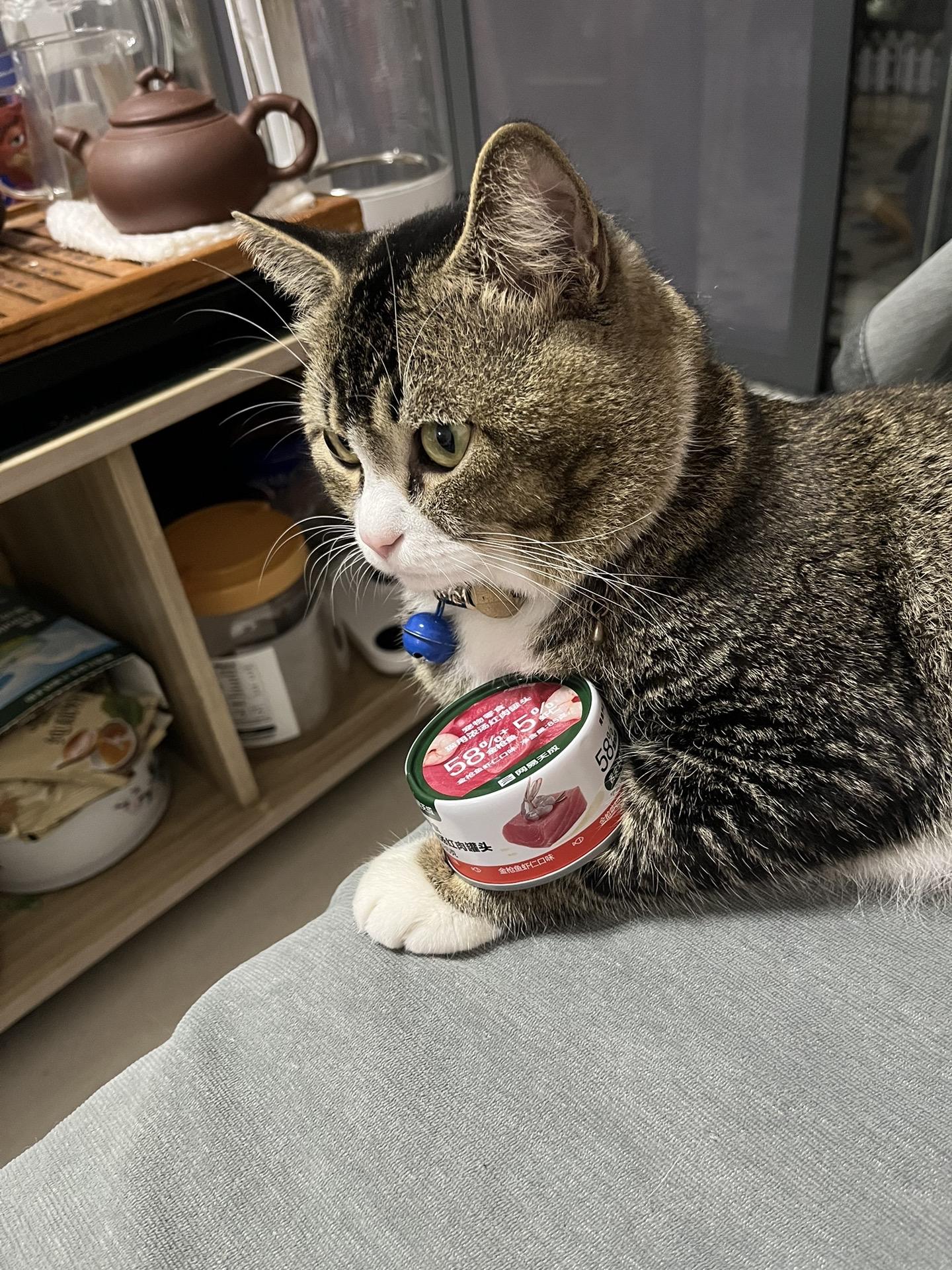 我家萌宠该死的镜头感 萌宠侧颜杀