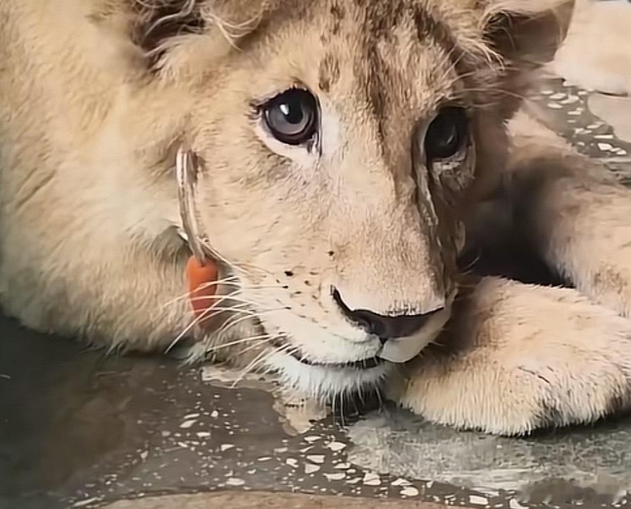 看得出它是王子～