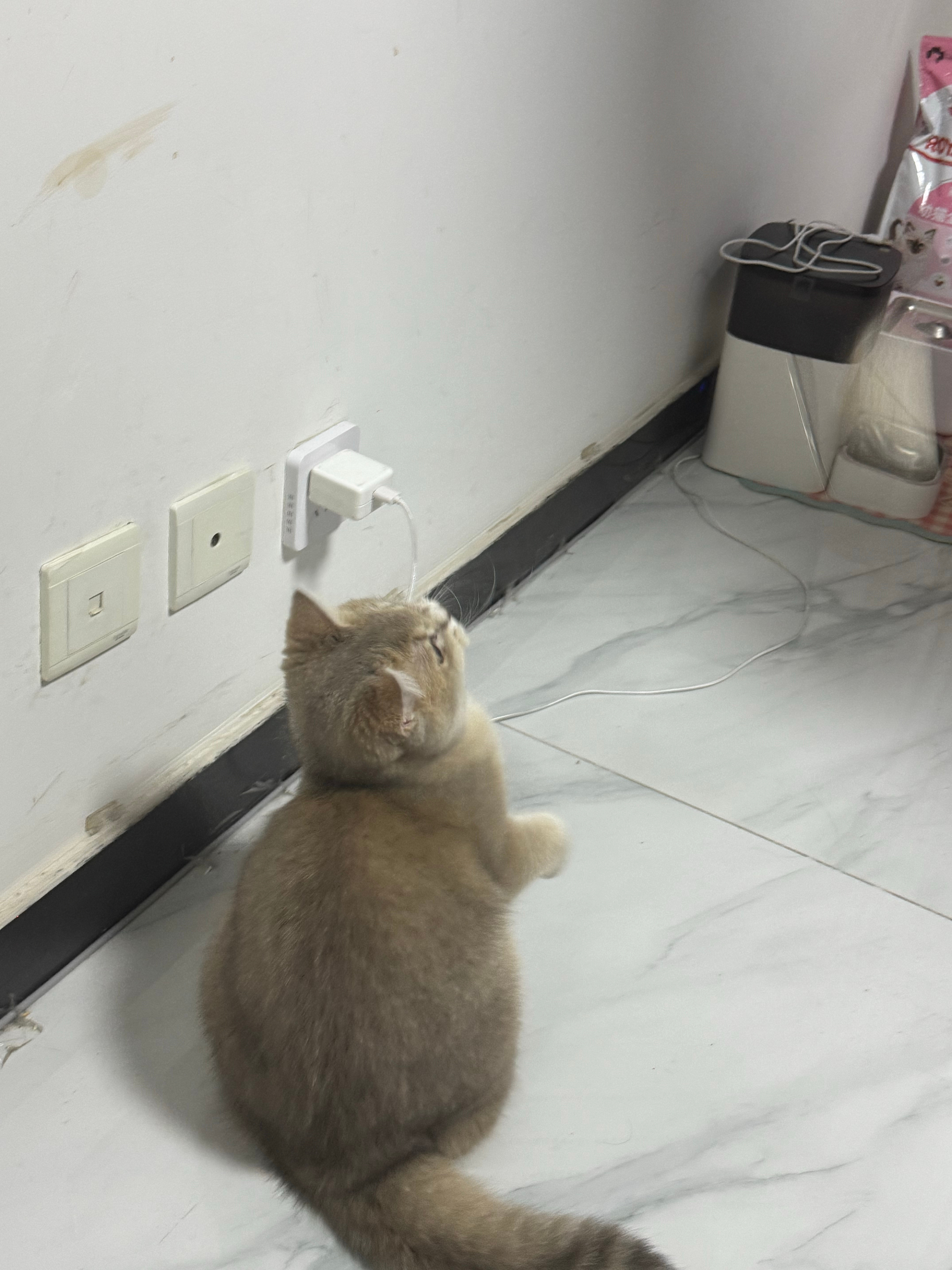 朋友家的小猫咪叫jojo萌哭了才八个月​​​