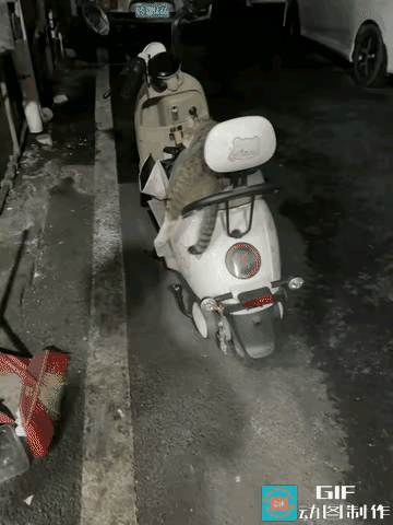 家人们谁懂呀！大哥外面吃完饭打算骑电瓶车回家，竟瞧见一只流浪狸花猫乖乖地躺在车座