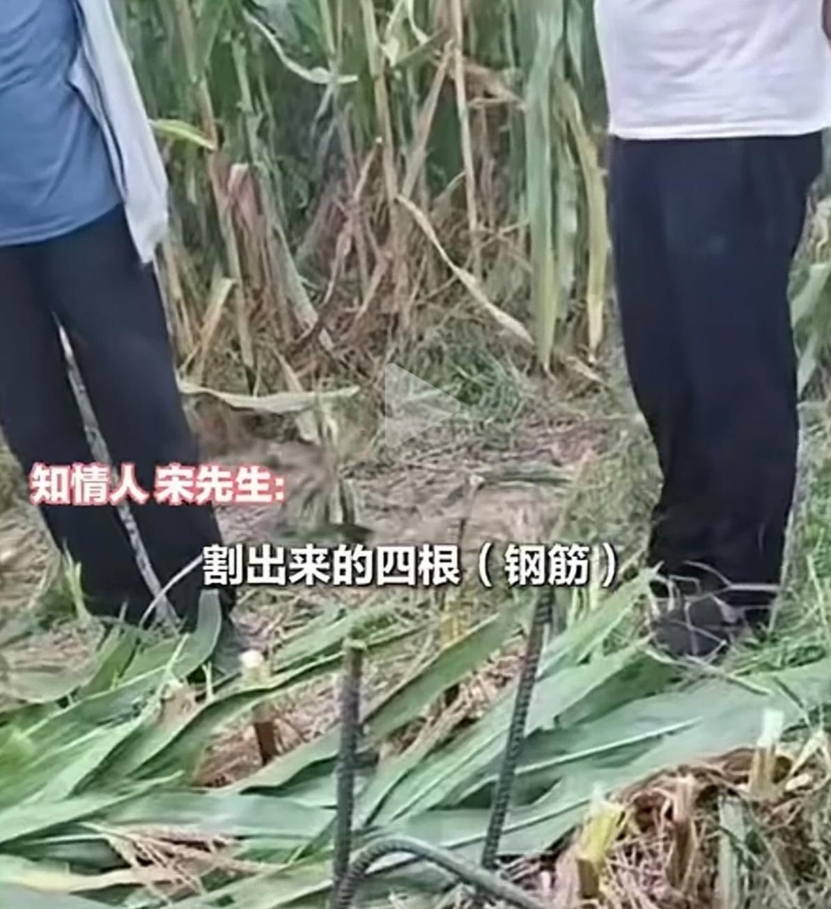 庄稼地里埋钢筋，这是往农民饭碗里捅刀子！秋收时节，龙口夺食。河北邢台宁晋县徐