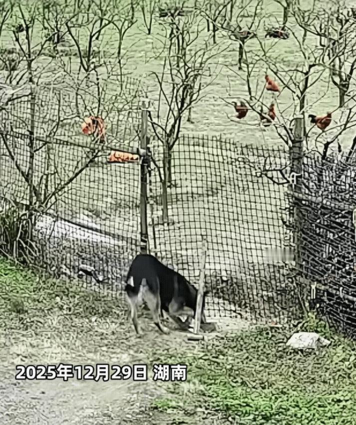吵翻天！湖南，一男子发现鸡场的鸡总是消失，开始还以为是跑丢了，后来按了监控才发现