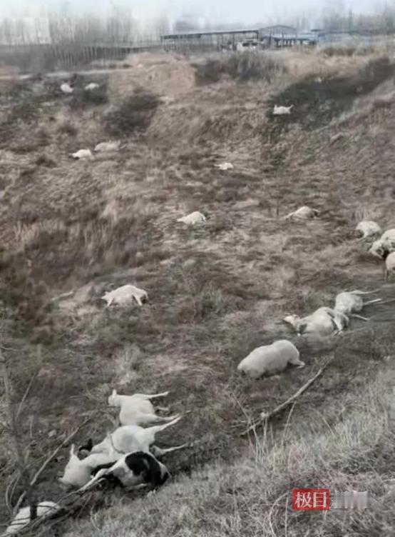 12月25日晚，山西晋中一村民称，家中120只羊被人投毒害死，剩下的80只羊也掉