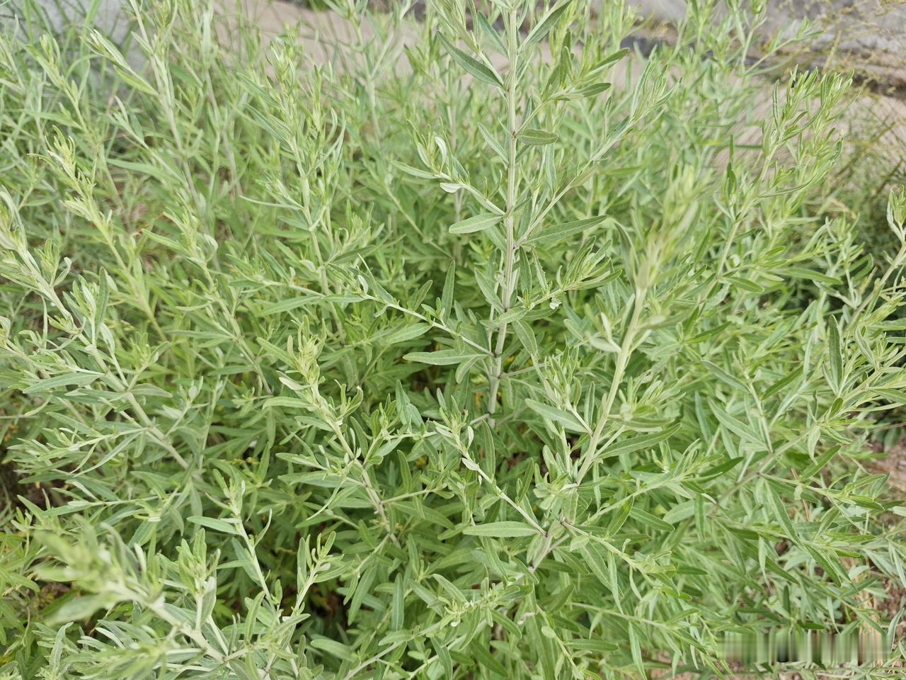 火眼金睛，辩假识真，这是艾草还是青蒿？端午将至，门上挂艾的习俗由来已久，老贺也