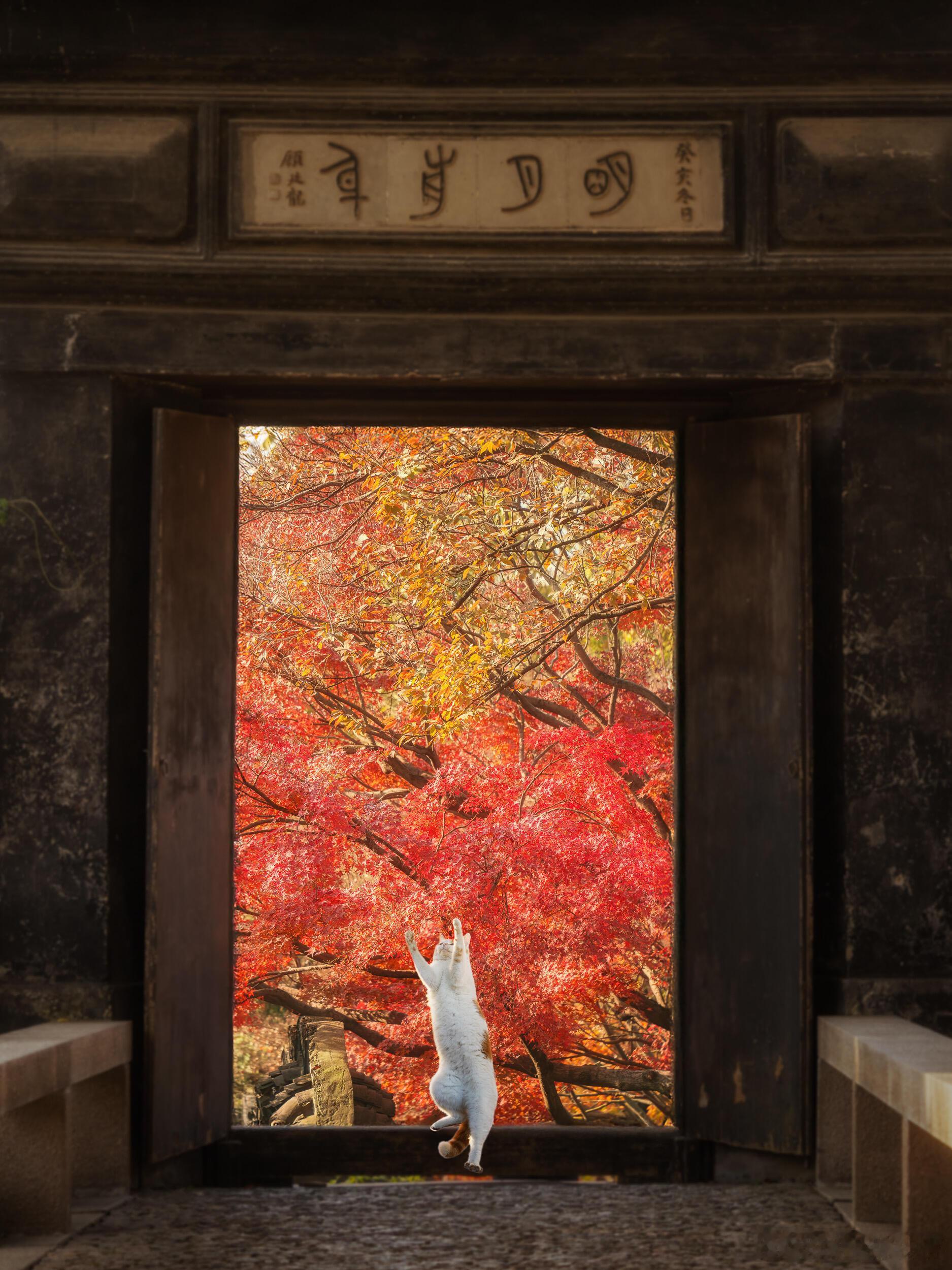 🍁苏州即将到来的绝色秋日｜附路线姑苏的秋日，是江南把金色交给风的方式。白墙染