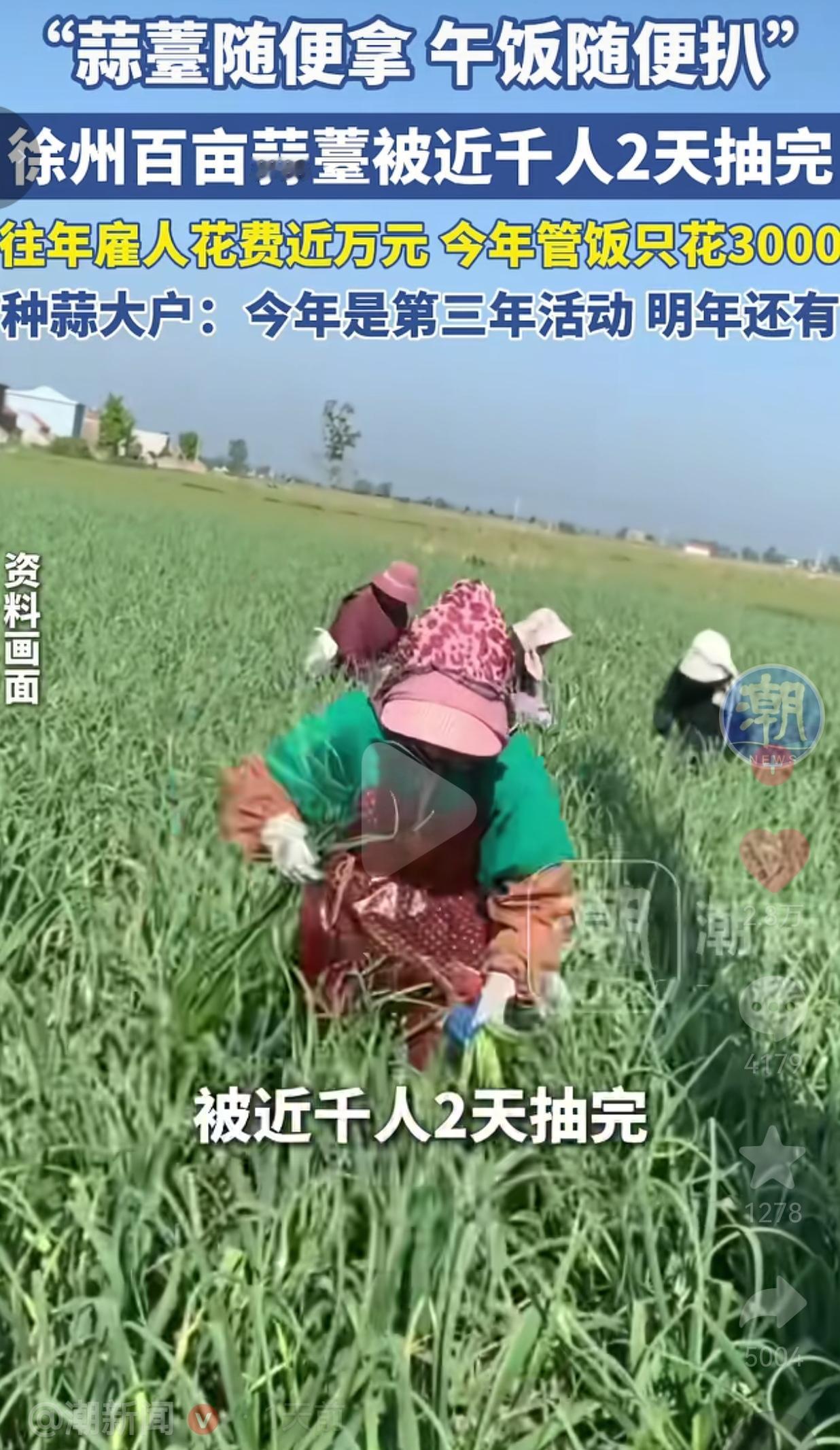 徐州老板“蒜薹随便拿、午饭随便扒”，百亩地2天被抢光，成本省了7000！这