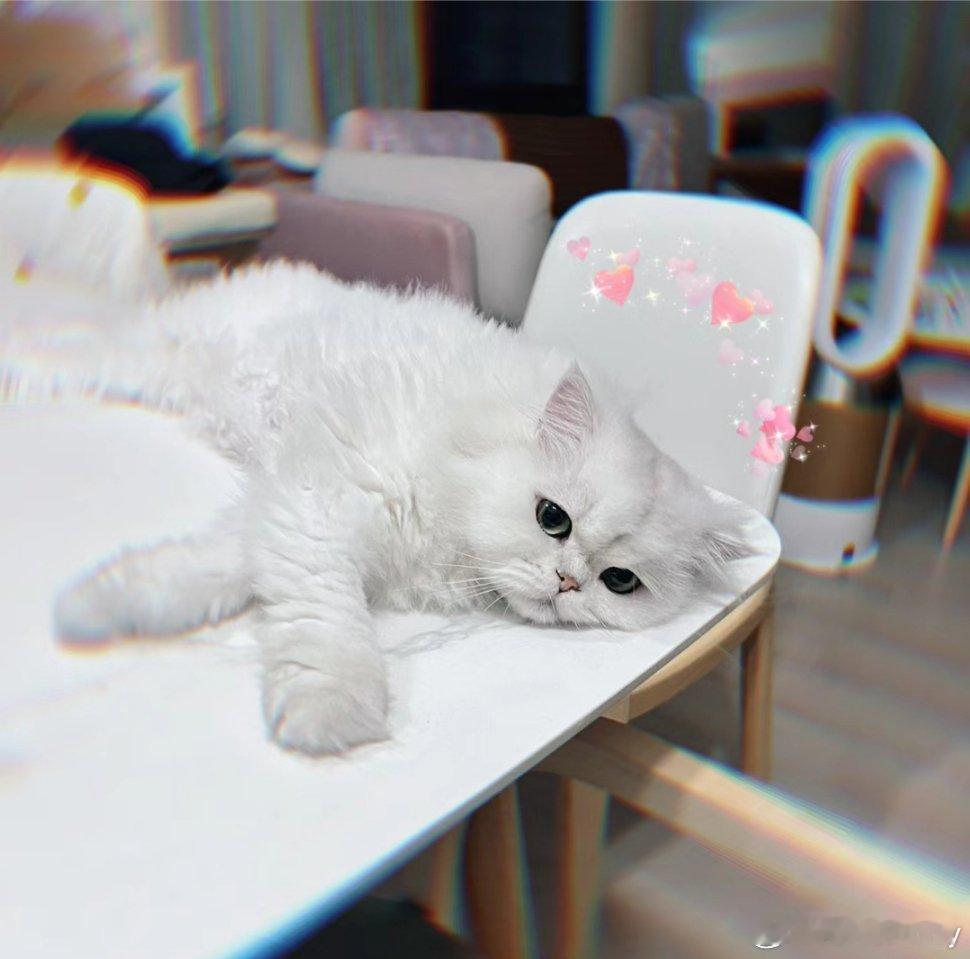 猫眼美甲💅🏻能给小猫安排吗？？​​​