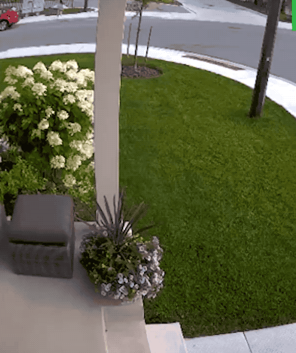 狗中真英雄：20厘米高约克夏为了救女主人攻击郊狼！现在很多人爱养犬，同时犬类作为