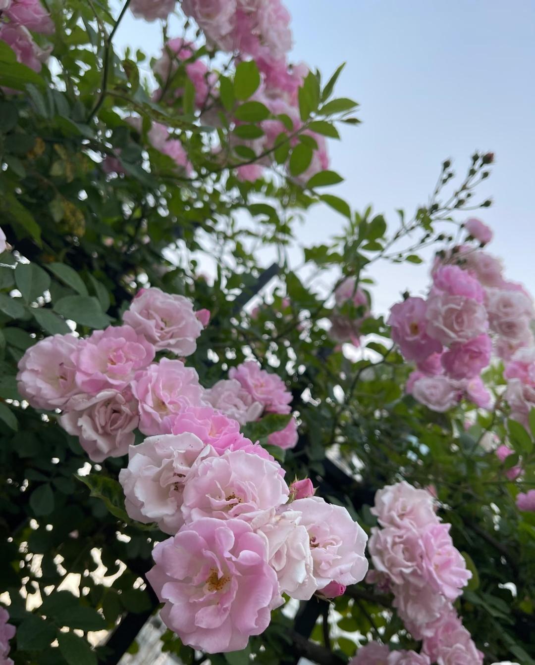 同事儿子要结婚，女方得知男方父母要住110平新房，把70平老房当婚房，一下破防了