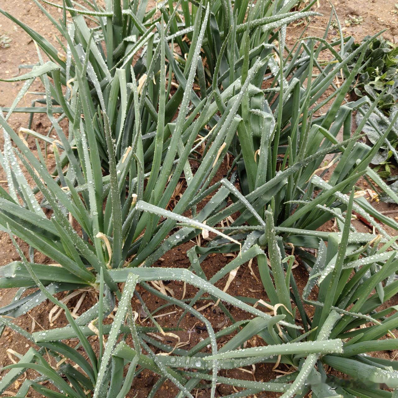 洋葱长出的芽和叶能吃吗?能吃，很好吃。胶东一带早就专门插播洋葱头培植食苗洋