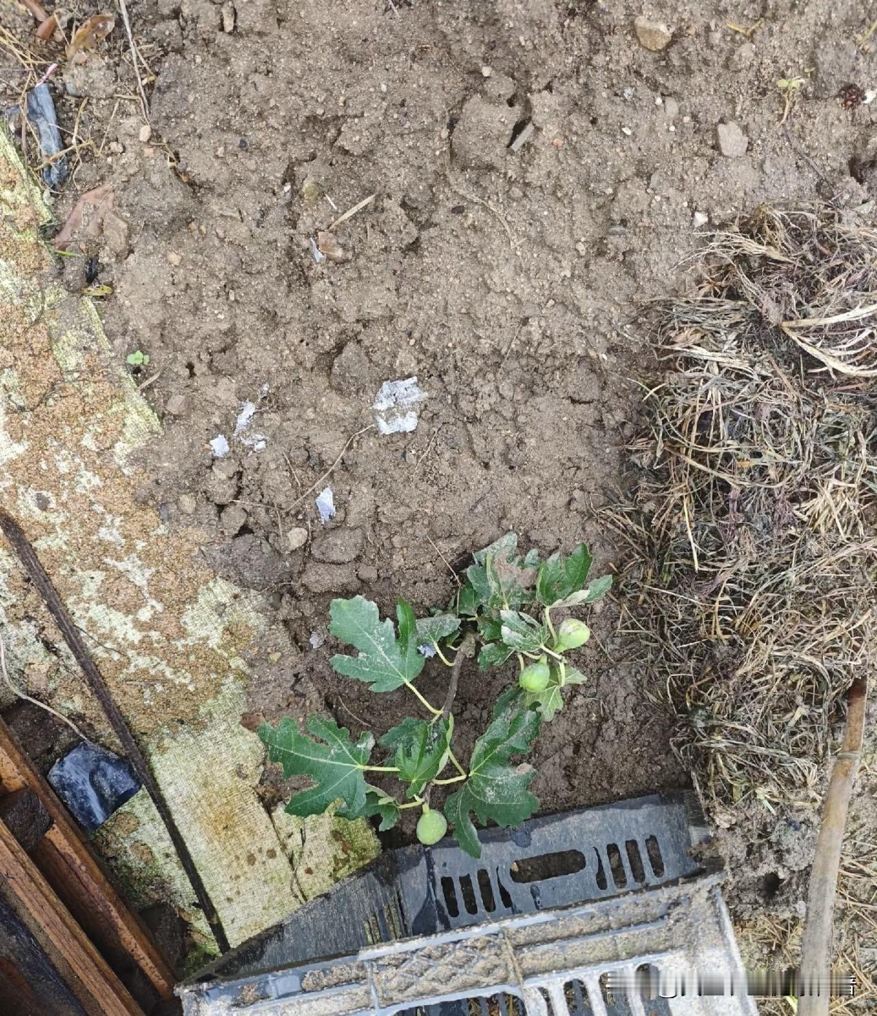 秸秆怎么处理增加土壤的营养?农作物秸秆含有大量有机质、氮磷钾及钙镁硅等中微量元