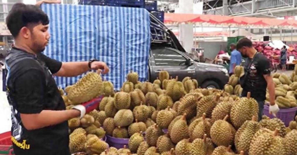 菲律宾果农盯着5.4万吨榴莲，做了一个大梦，他们以为，只要果子熟了，中国人就一定